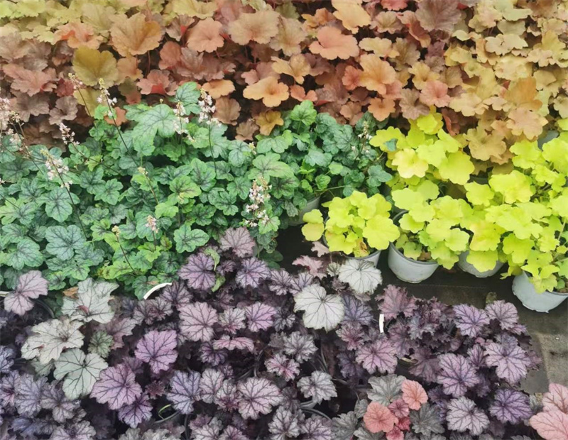 花卉苗木供应